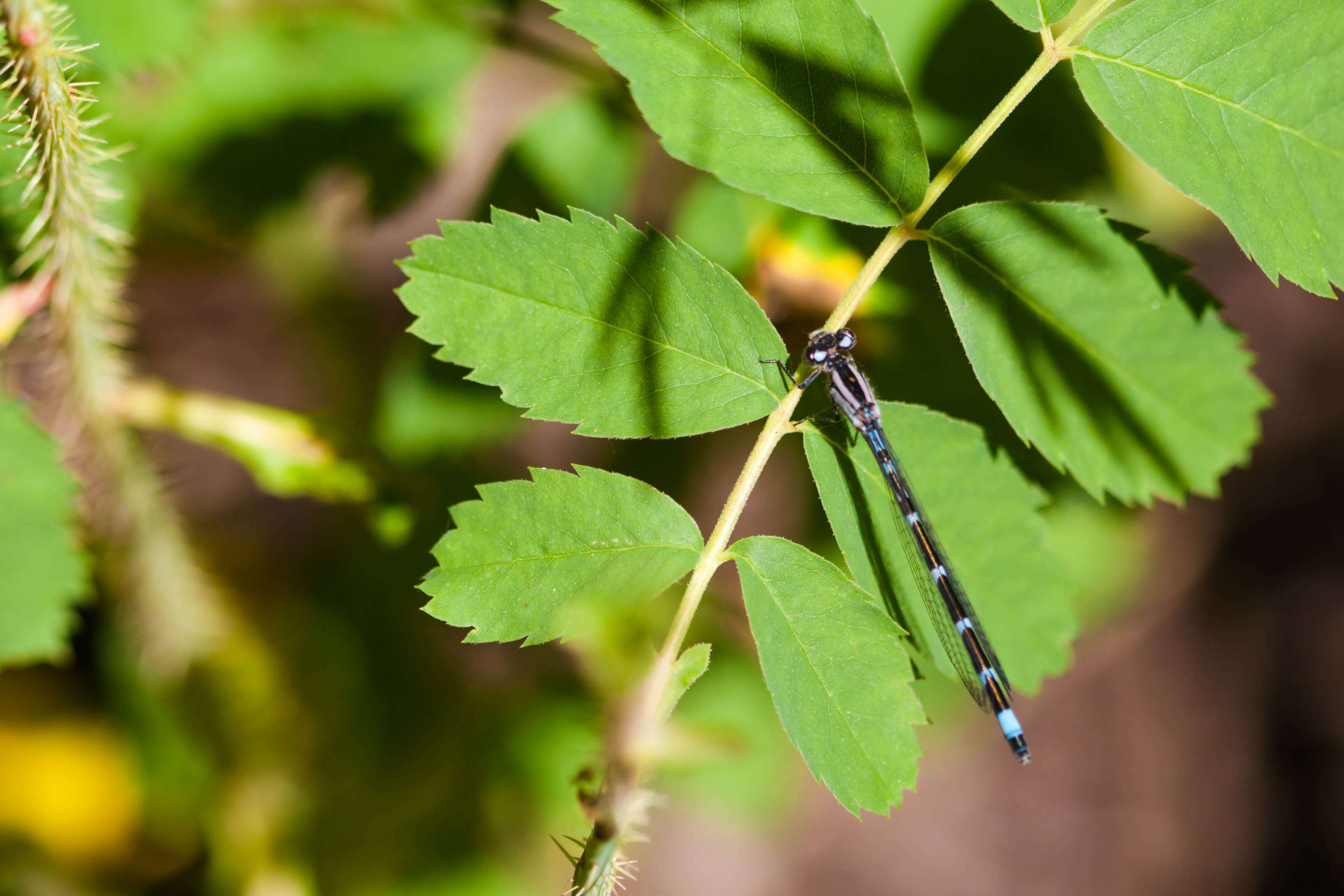 Image of Alkali Bluet