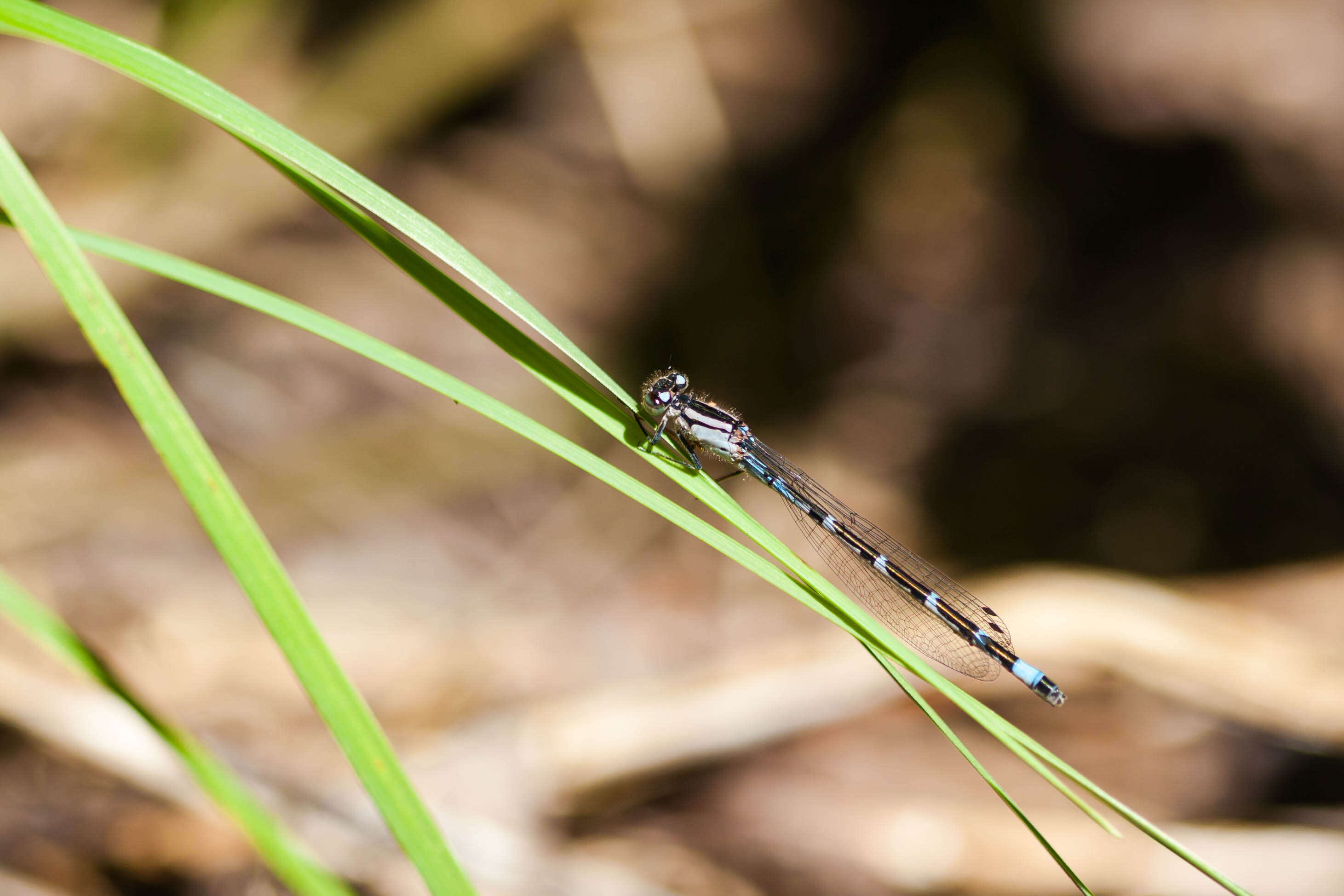 Image of Alkali Bluet