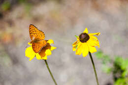 Image of Atlantis Fritillary