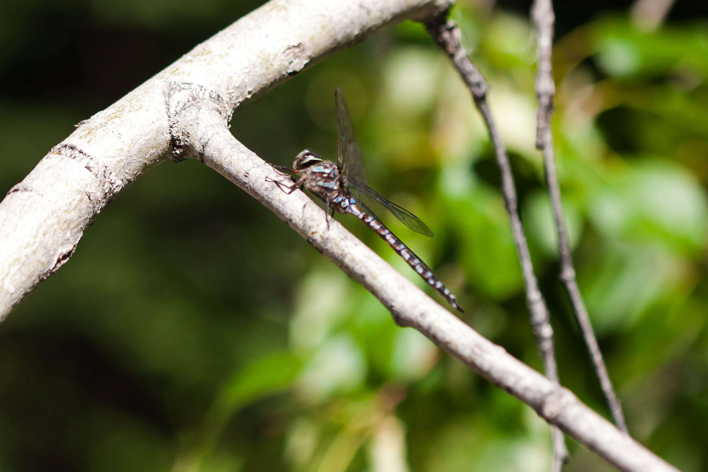 Image of Canada Darner