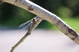 Image of Canada Darner