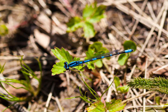 Image of Marsh Bluet