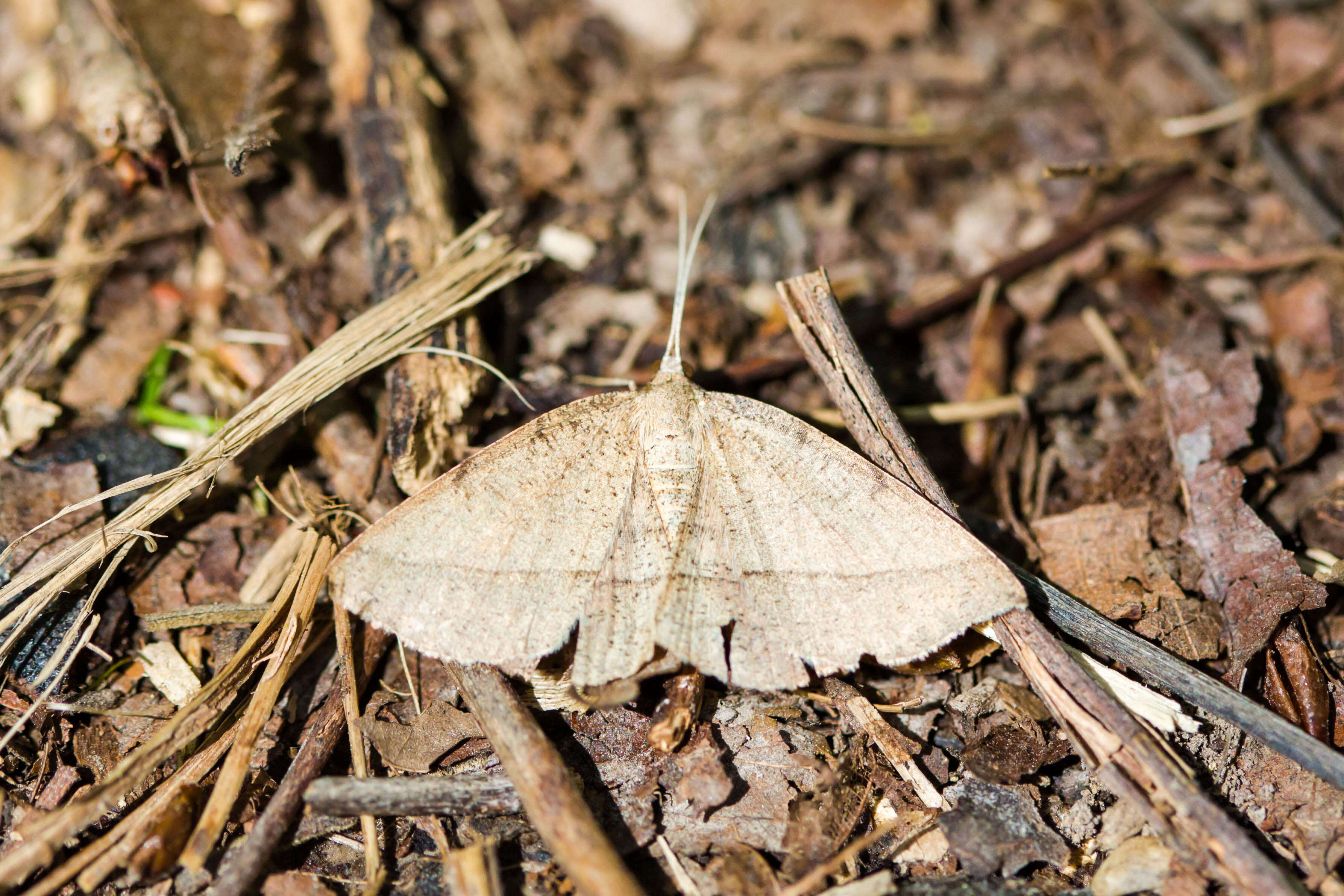 Image of Thin-Lined Erastria