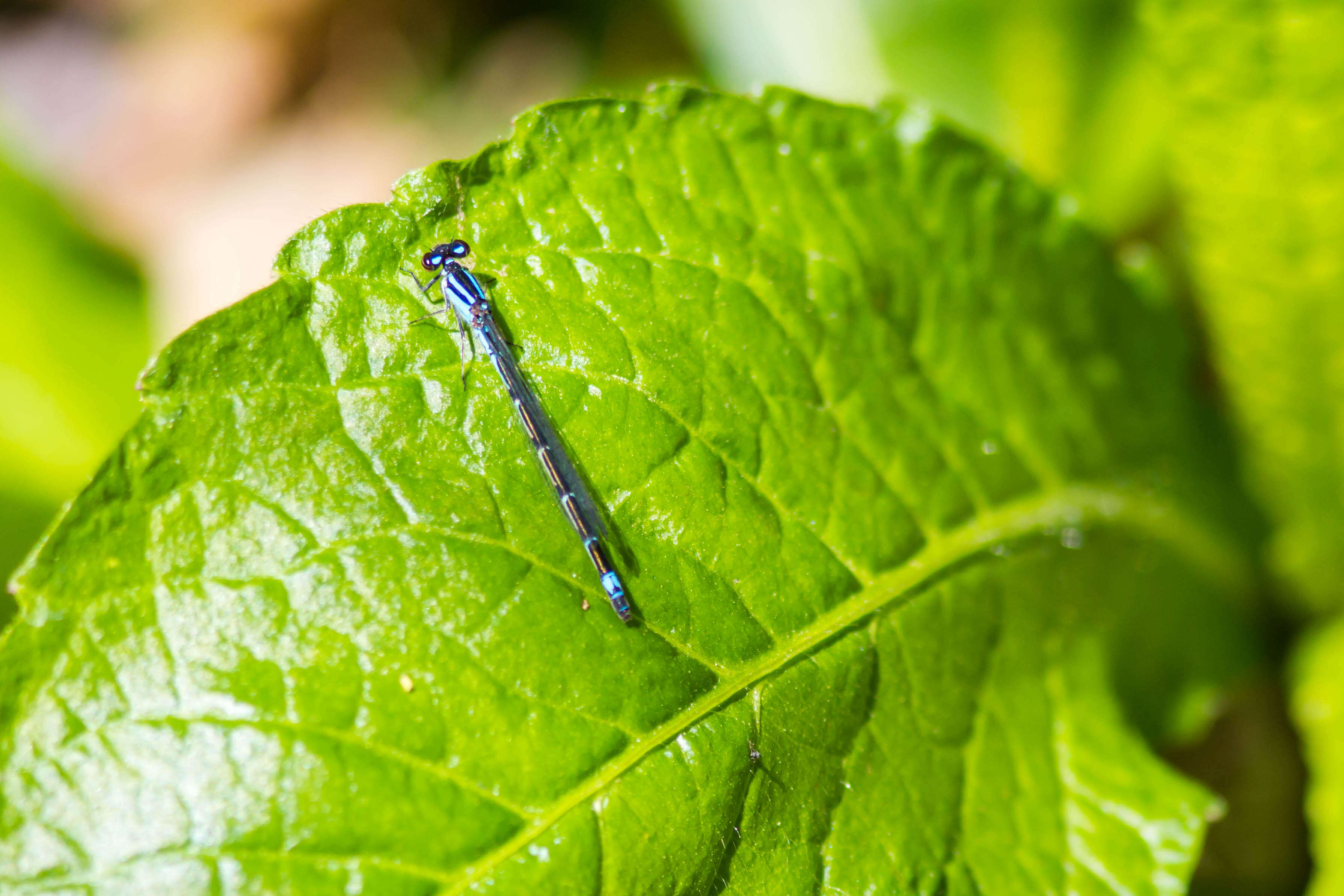 Image of Skimming Bluet