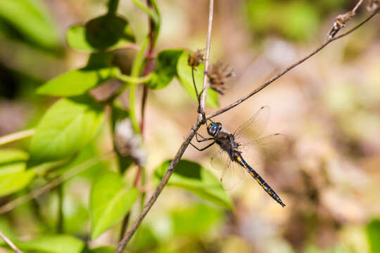 Image of Slender Baskettail