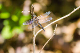 Image of Common Baskettail