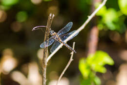 Image of Common Baskettail