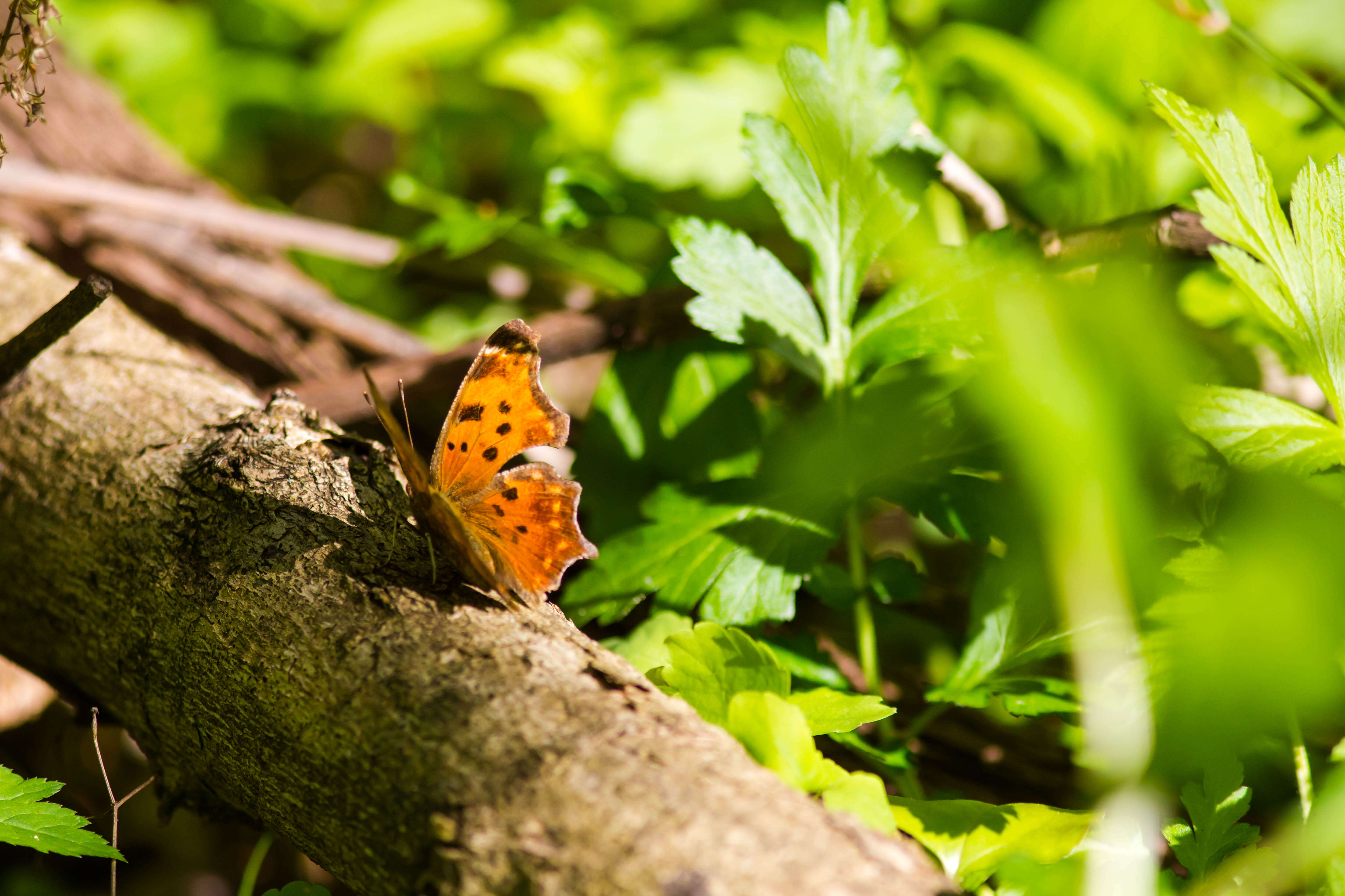 Image of Eastern Comma