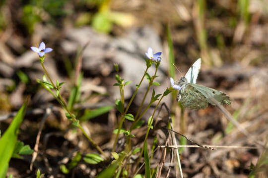 Image of Falcate Orangetip