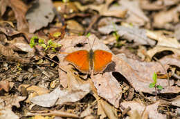 Image of Goatweed Leafwing