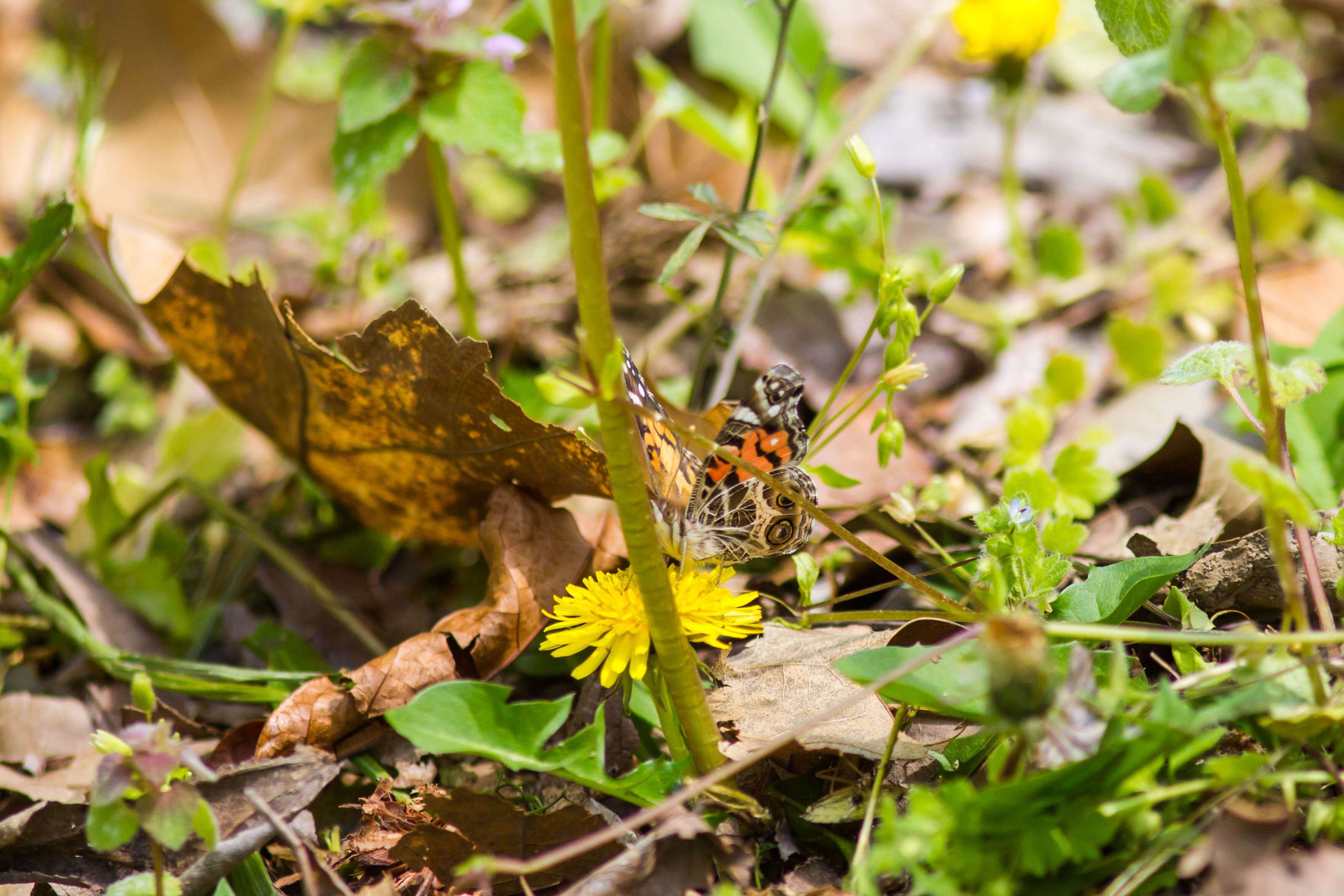 Image of Vanessa virginiensis