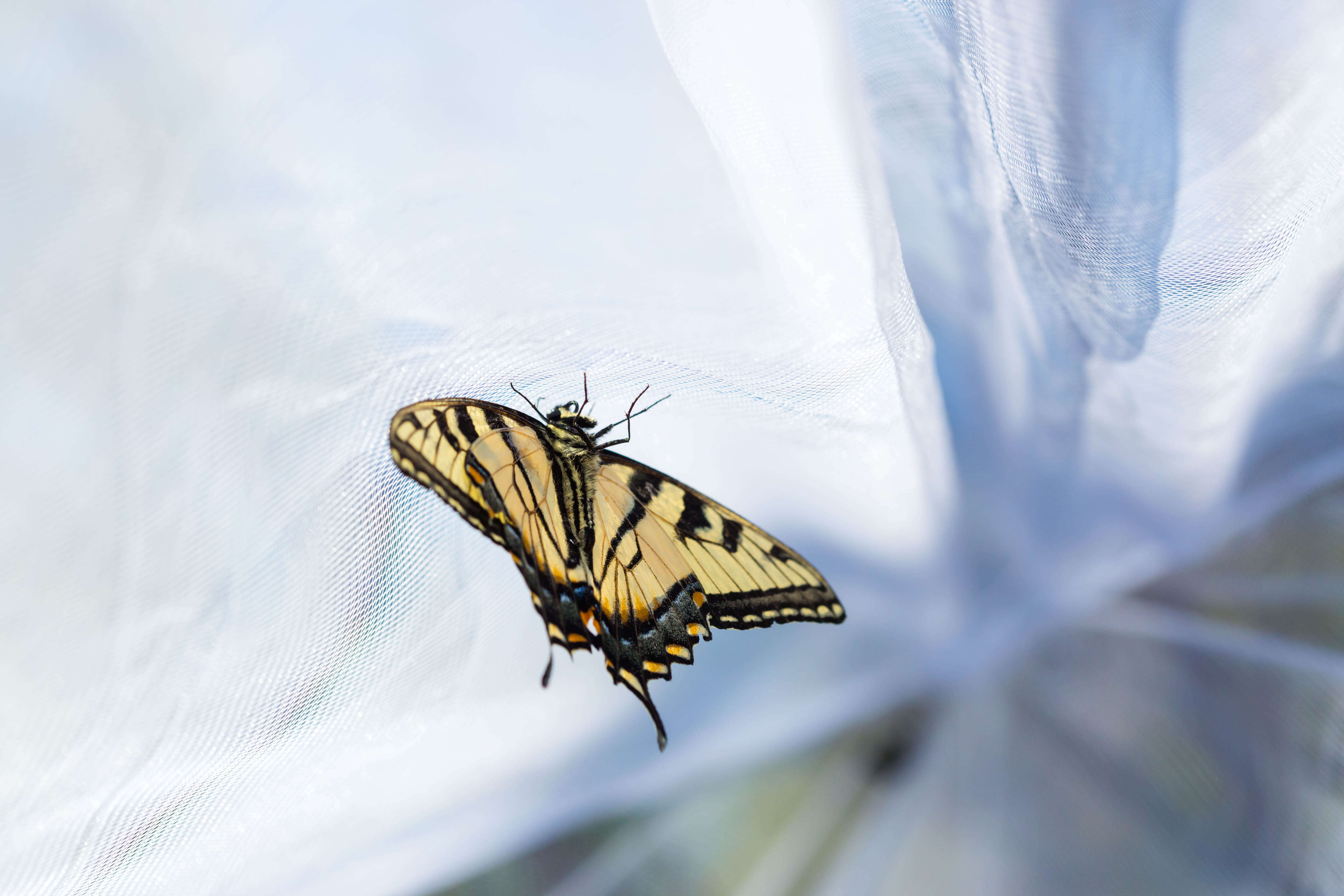 Image of Eastern Tiger Swallowtail