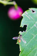 Image of Syrphid fly