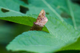 Imagem de Hypagyrtis unipunctata Haworth 1809