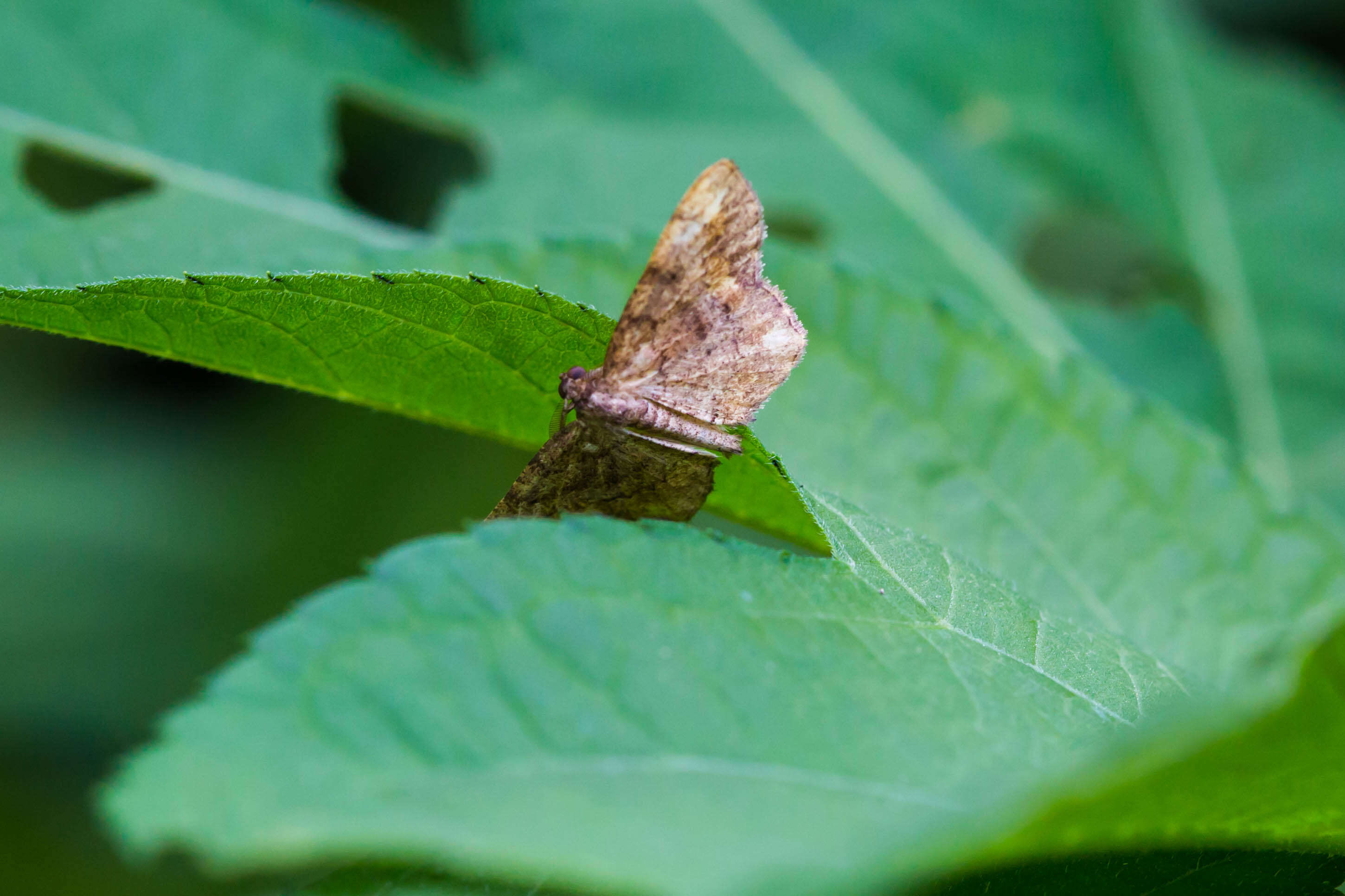 Imagem de Hypagyrtis unipunctata Haworth 1809