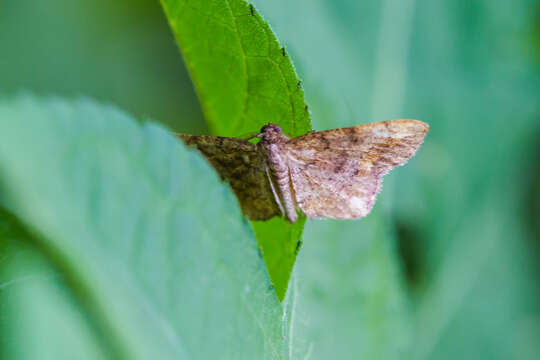 Imagem de Hypagyrtis unipunctata Haworth 1809