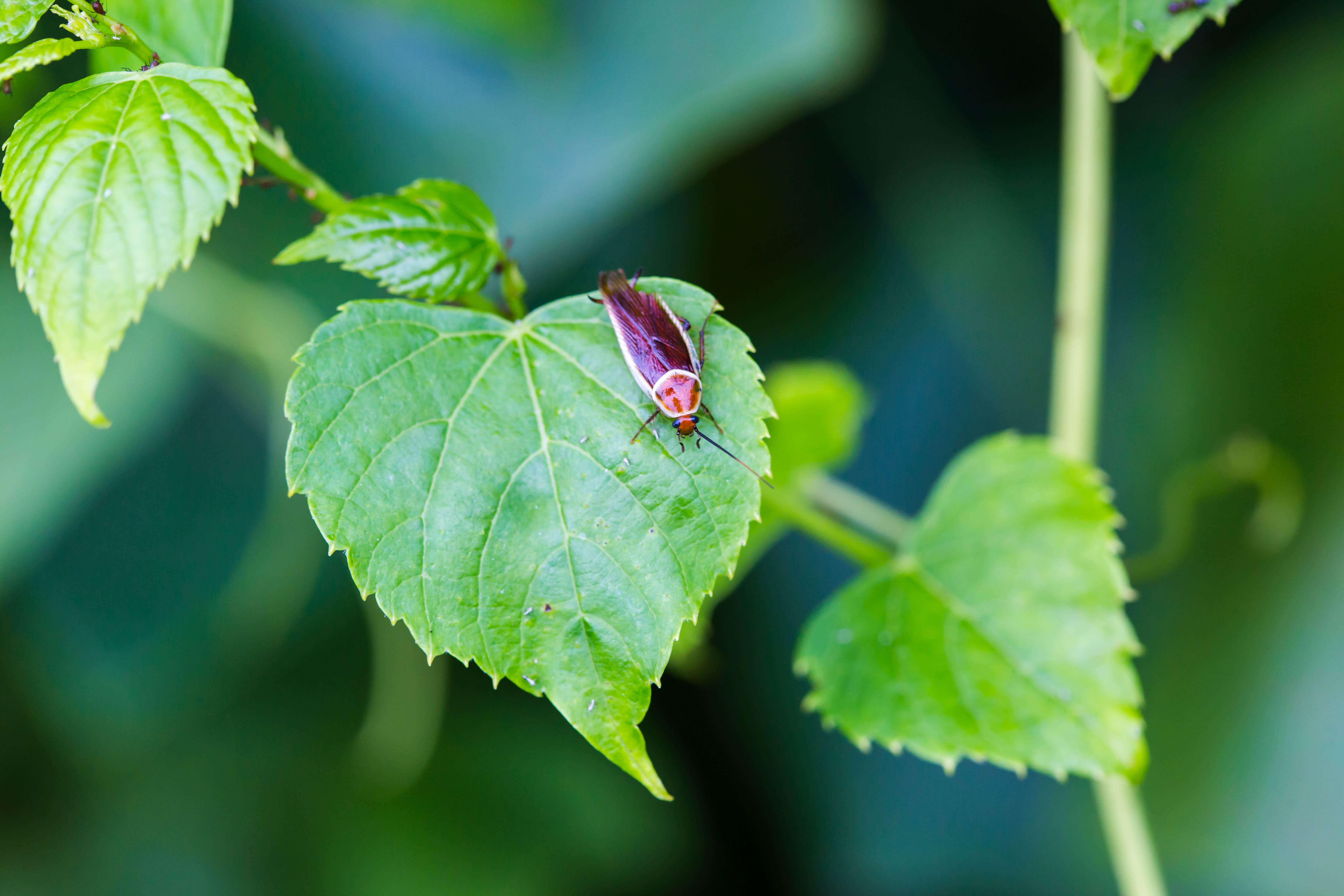 Image of Pale Bordered Field Cockroach