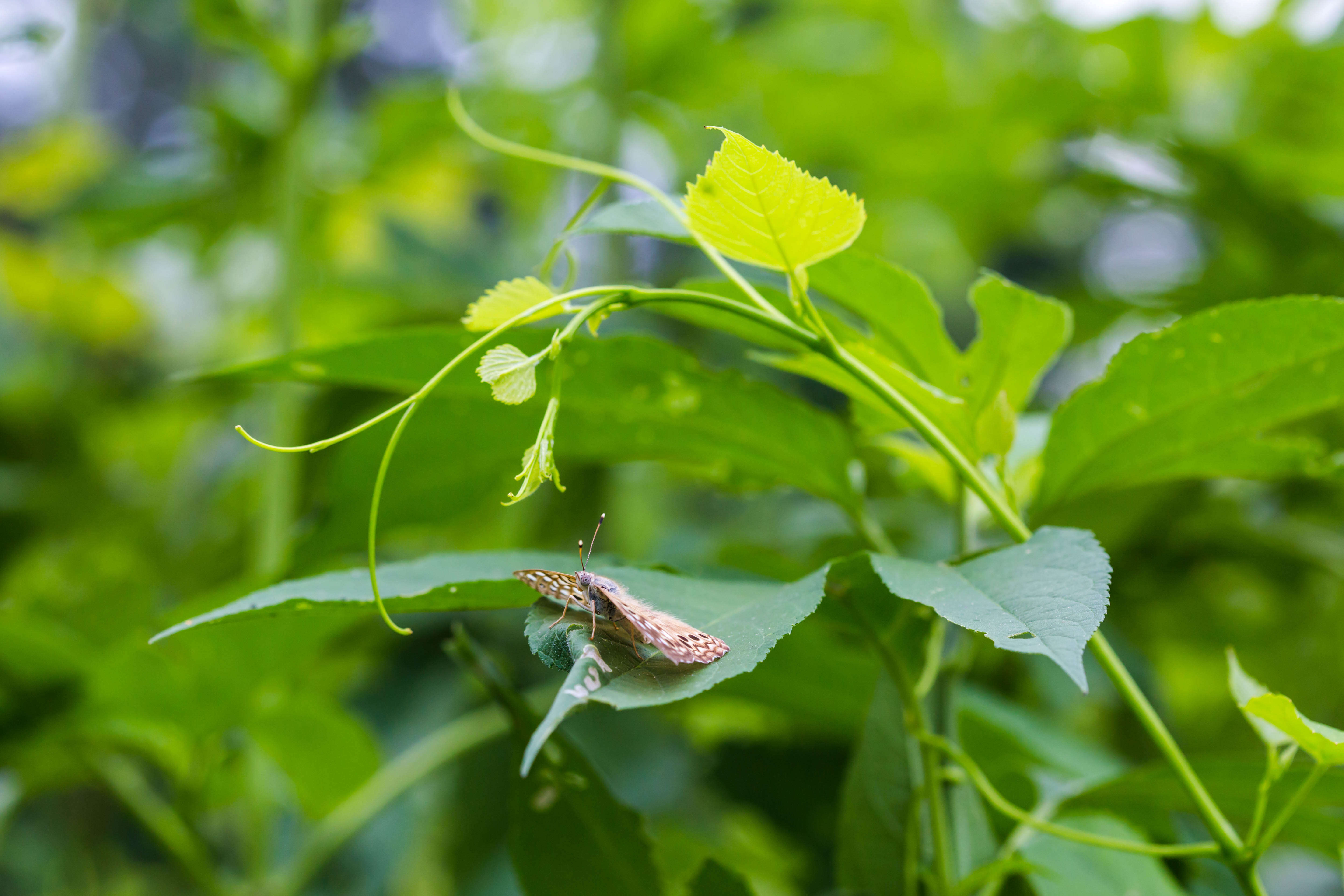 Image of Hackberry Emperor