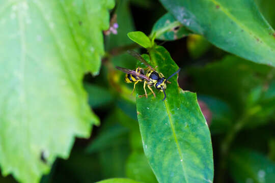 Image of Eastern Yellowjacket