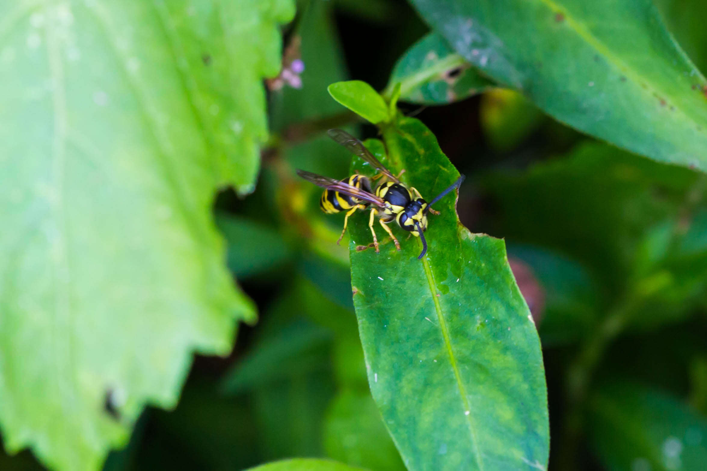 Image of Eastern Yellowjacket