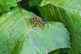 Image of Eastern Yellowjacket