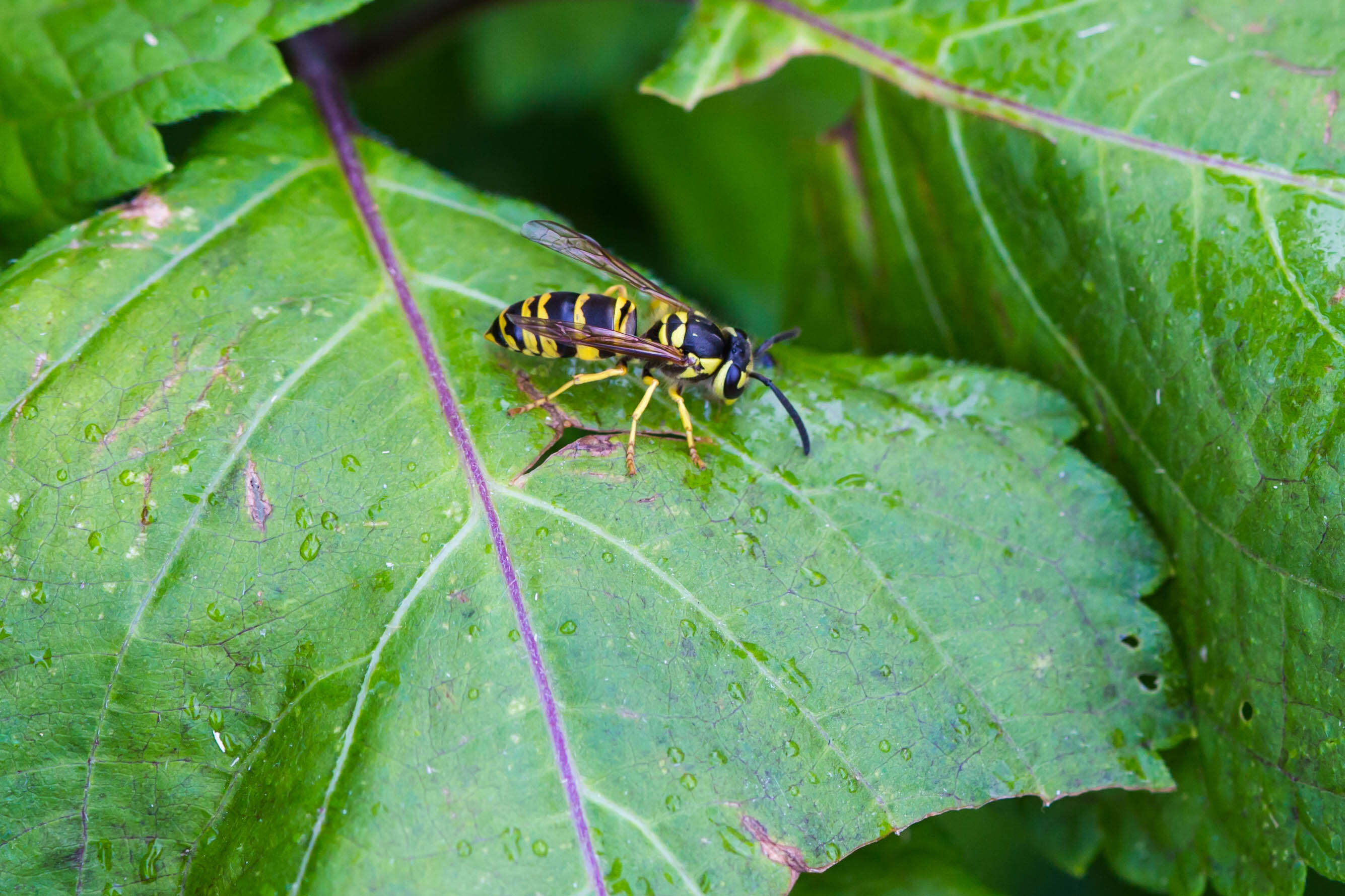 Image of Eastern Yellowjacket