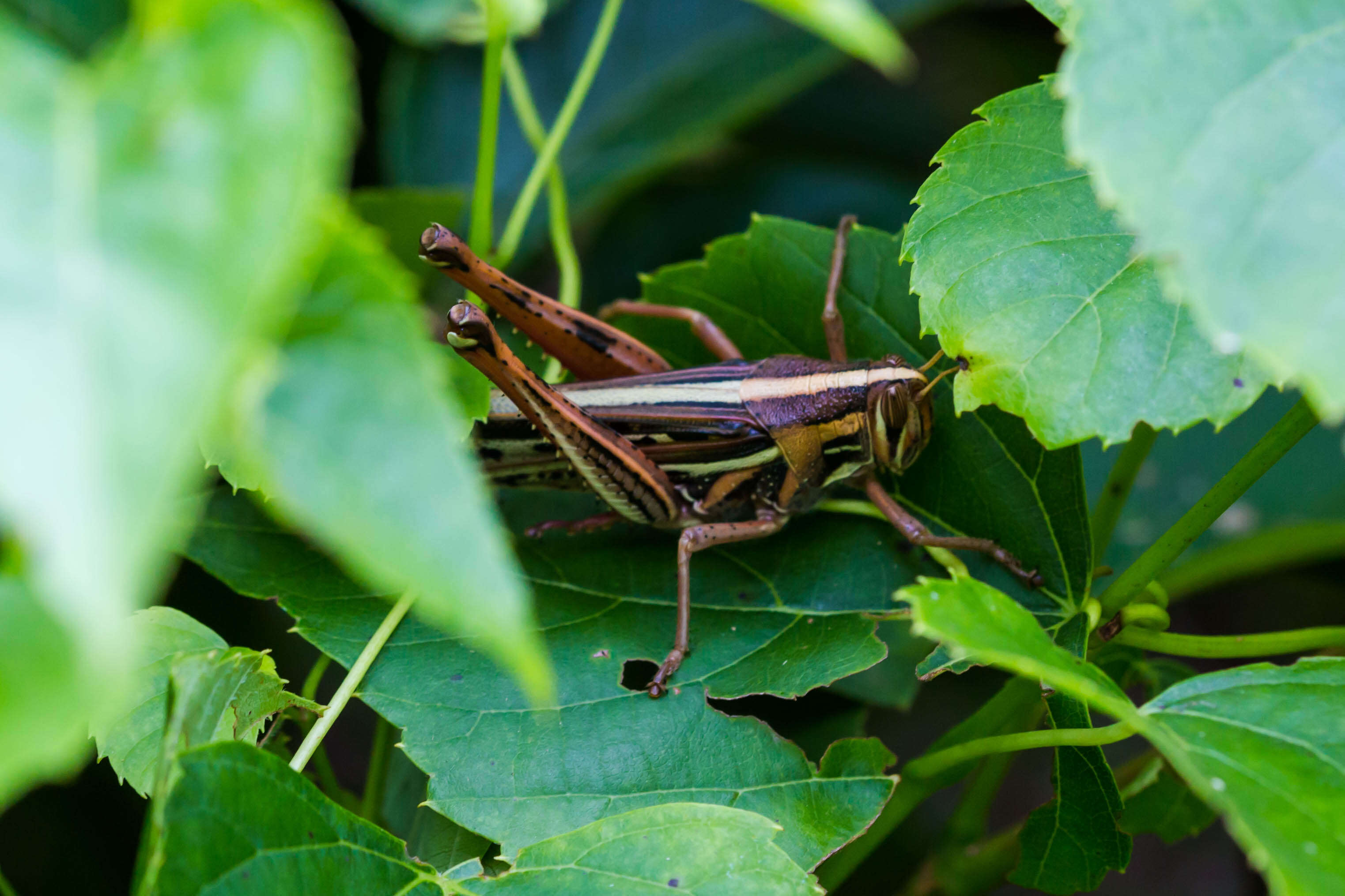 Image of American Bird Grasshopper