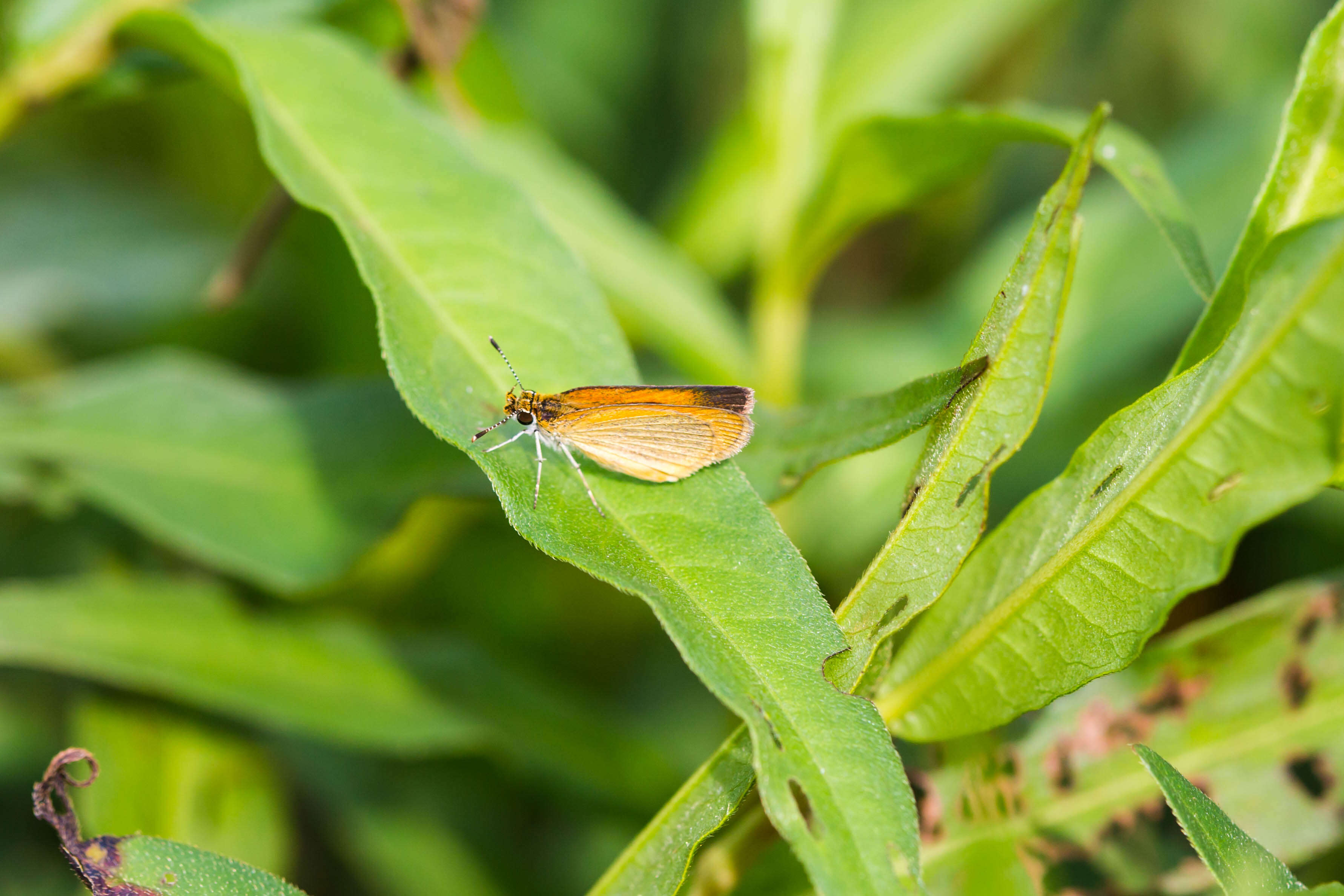 Image of Least Skipper