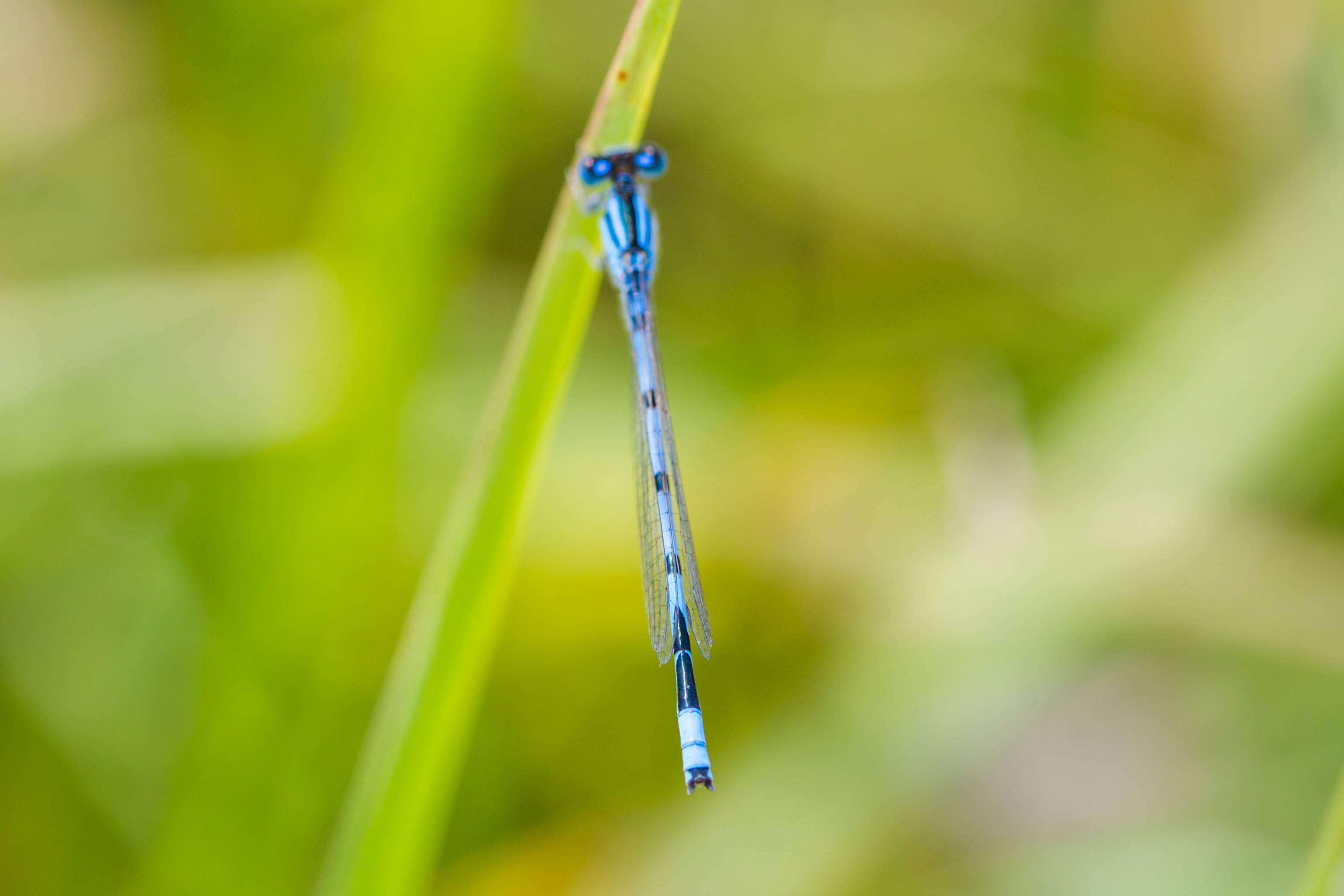 Image of Familiar Bluet