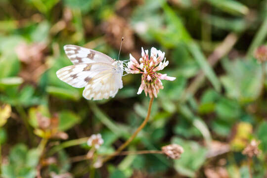 Image of Checkered White