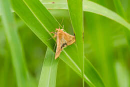 Image of Corn Earworm