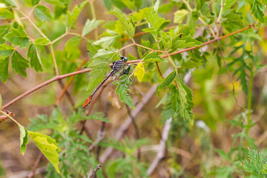 Image of Russet-tipped Clubtail