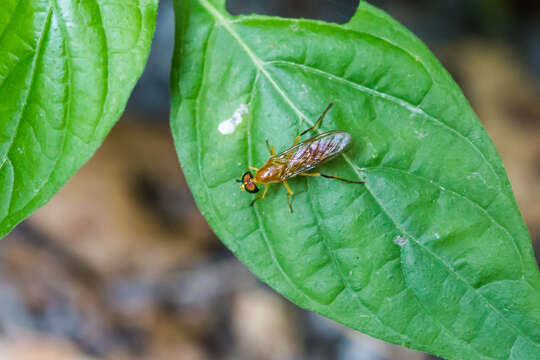 Image of Stratiomyomorpha