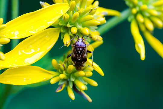 Image of Tarnished Plant Bug