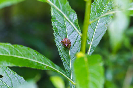 Image of Spring Peeper