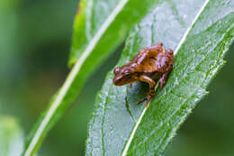 Image of Spring Peeper