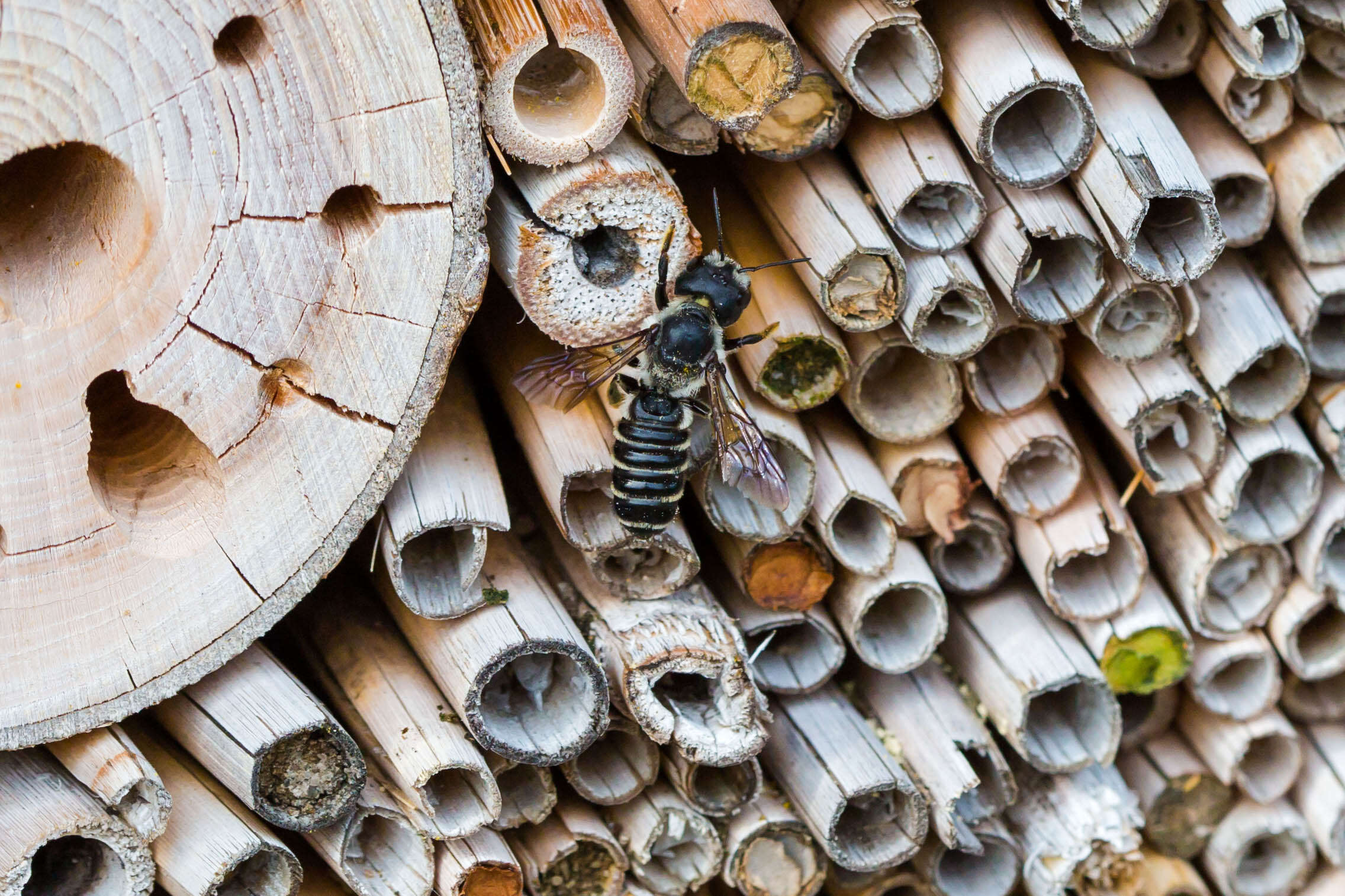 Image of Pugnacious Leaf-cutter Bee