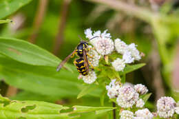 Image of Aerial yellowjacket