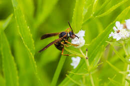 Image of Northern Paper Wasp