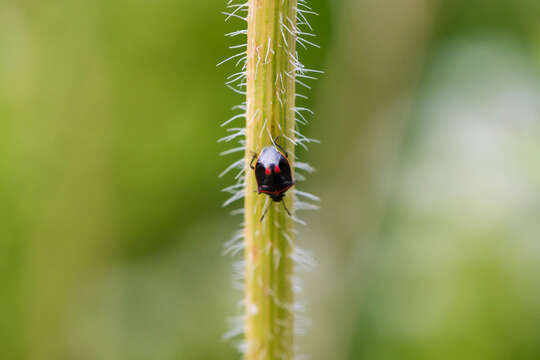 Image of Twice-stabbed Stink Bug