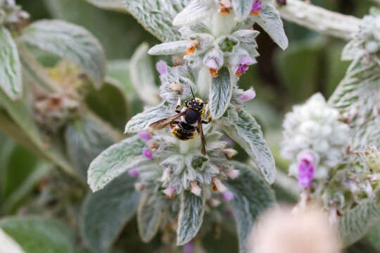 Image of wool-carder bee