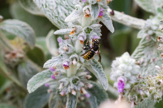 Image of wool-carder bee