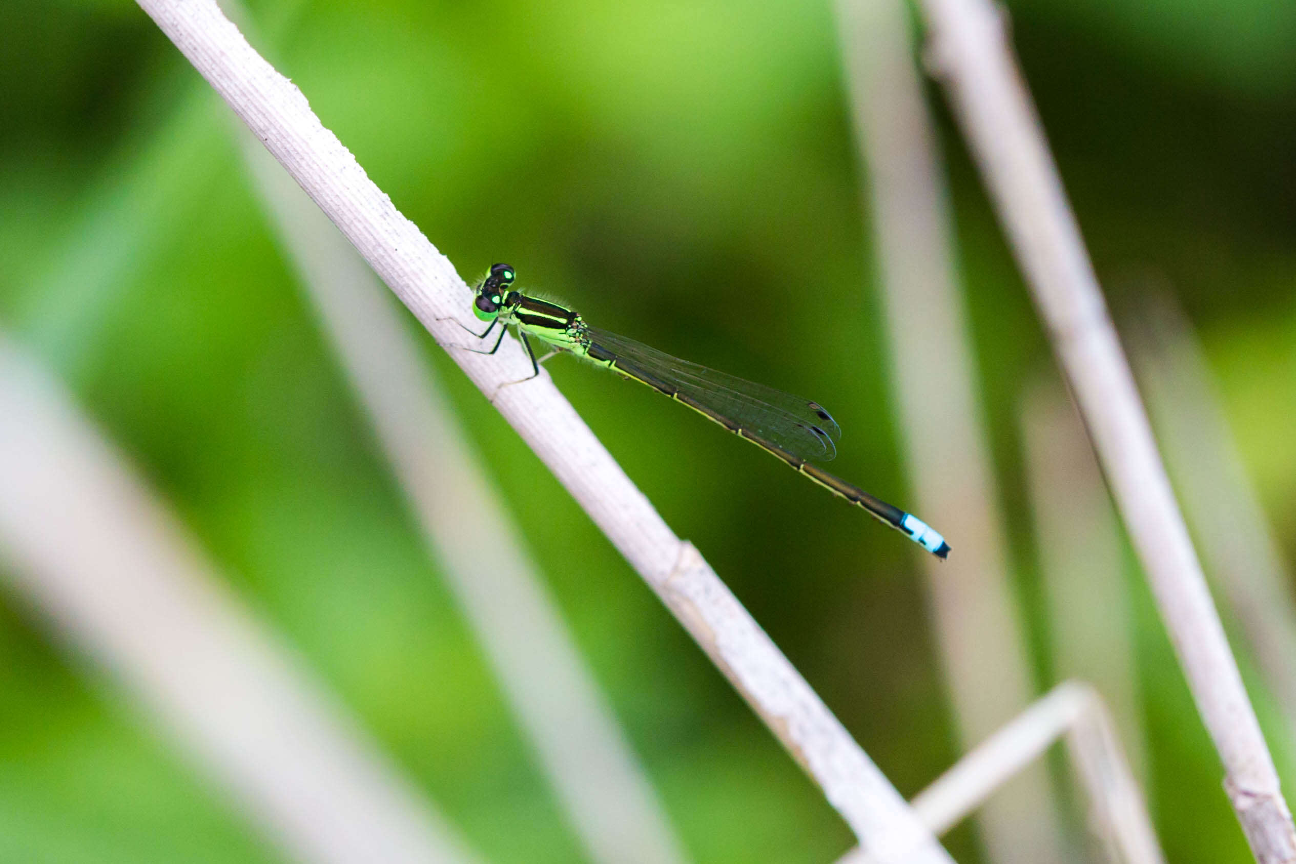 Image of Eastern Forktail