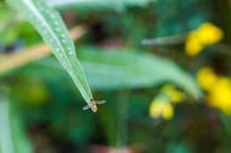 Image of Syrphid fly