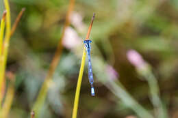 Image of Familiar Bluet