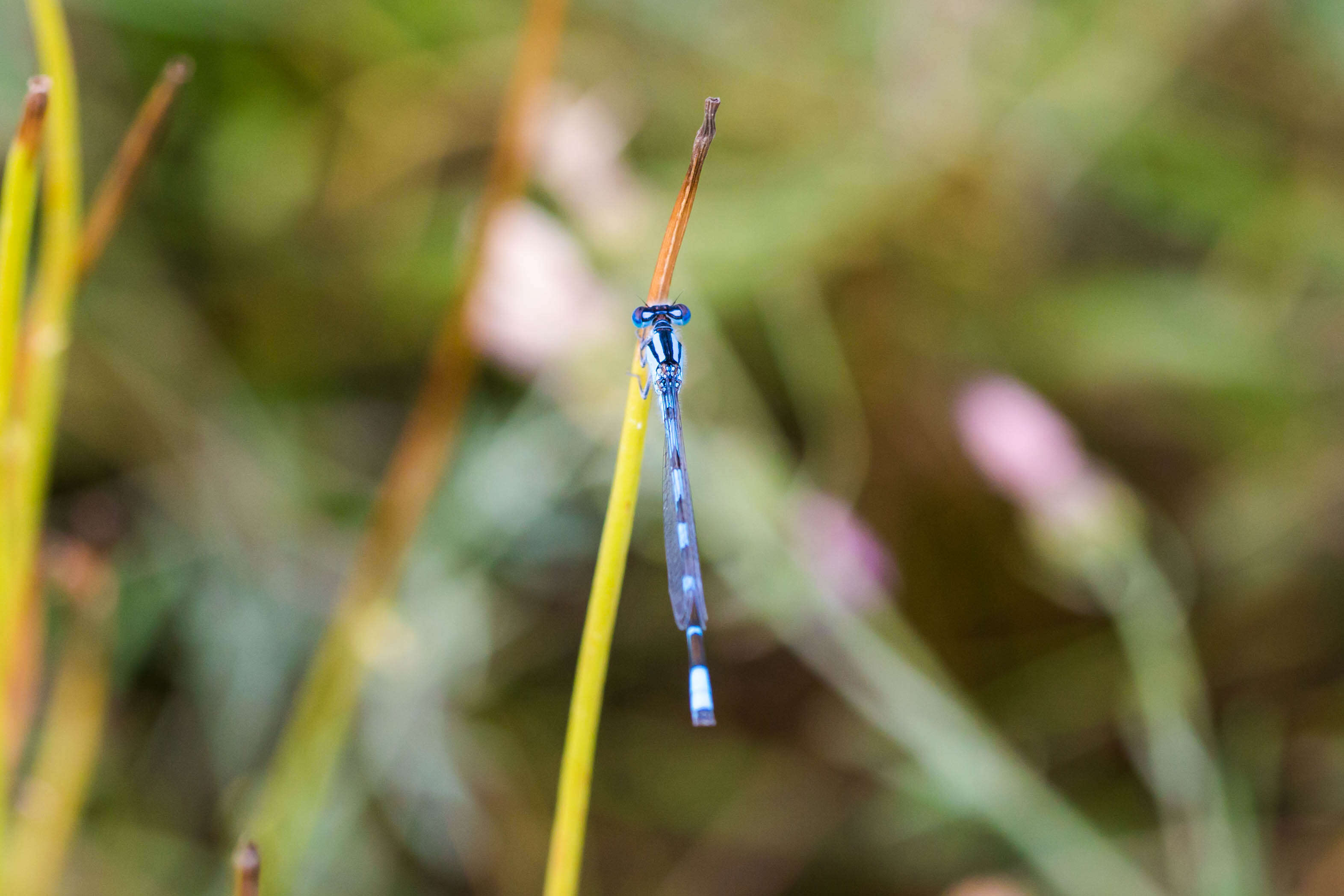 Image of Familiar Bluet