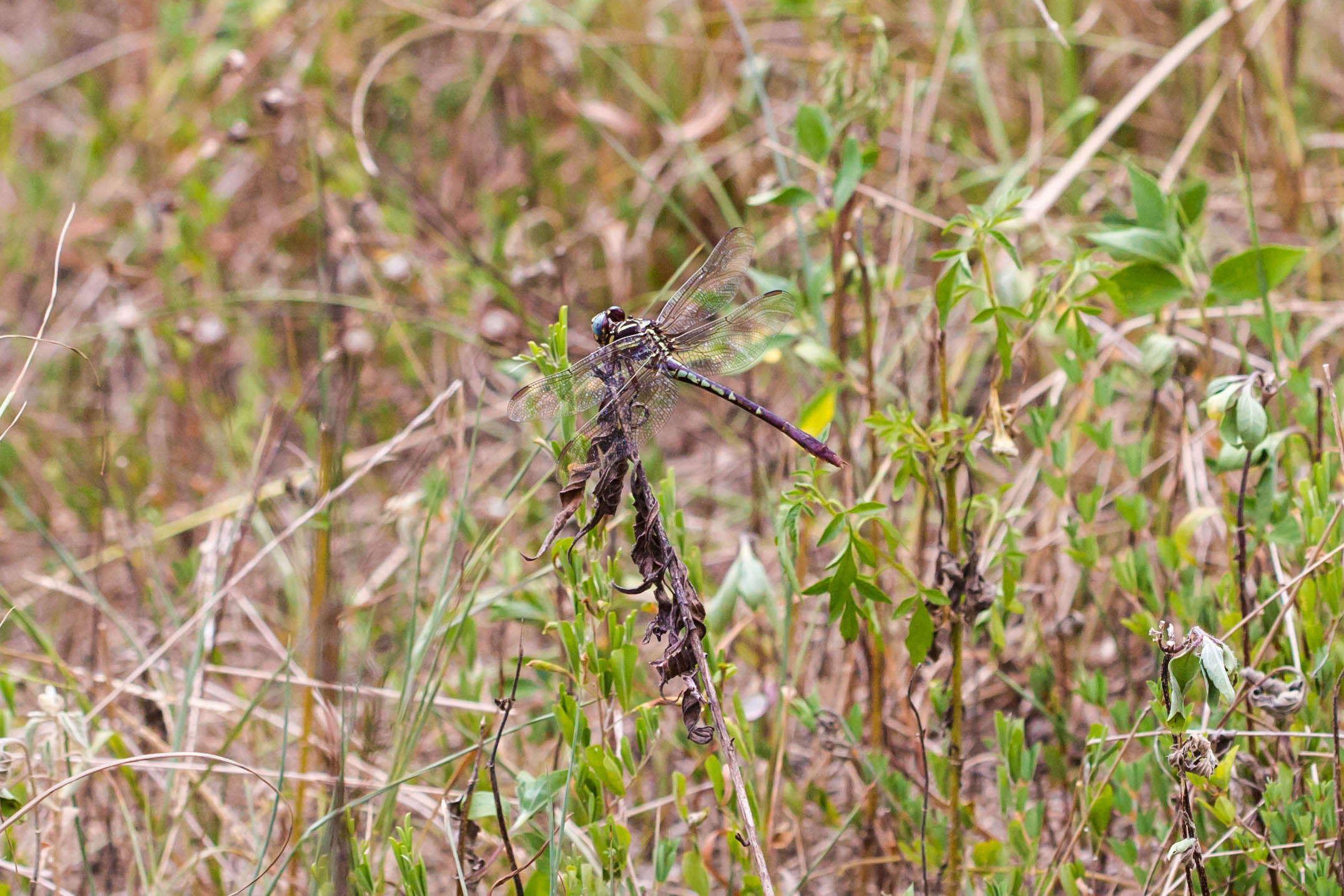 Image of Two-striped Forceptail