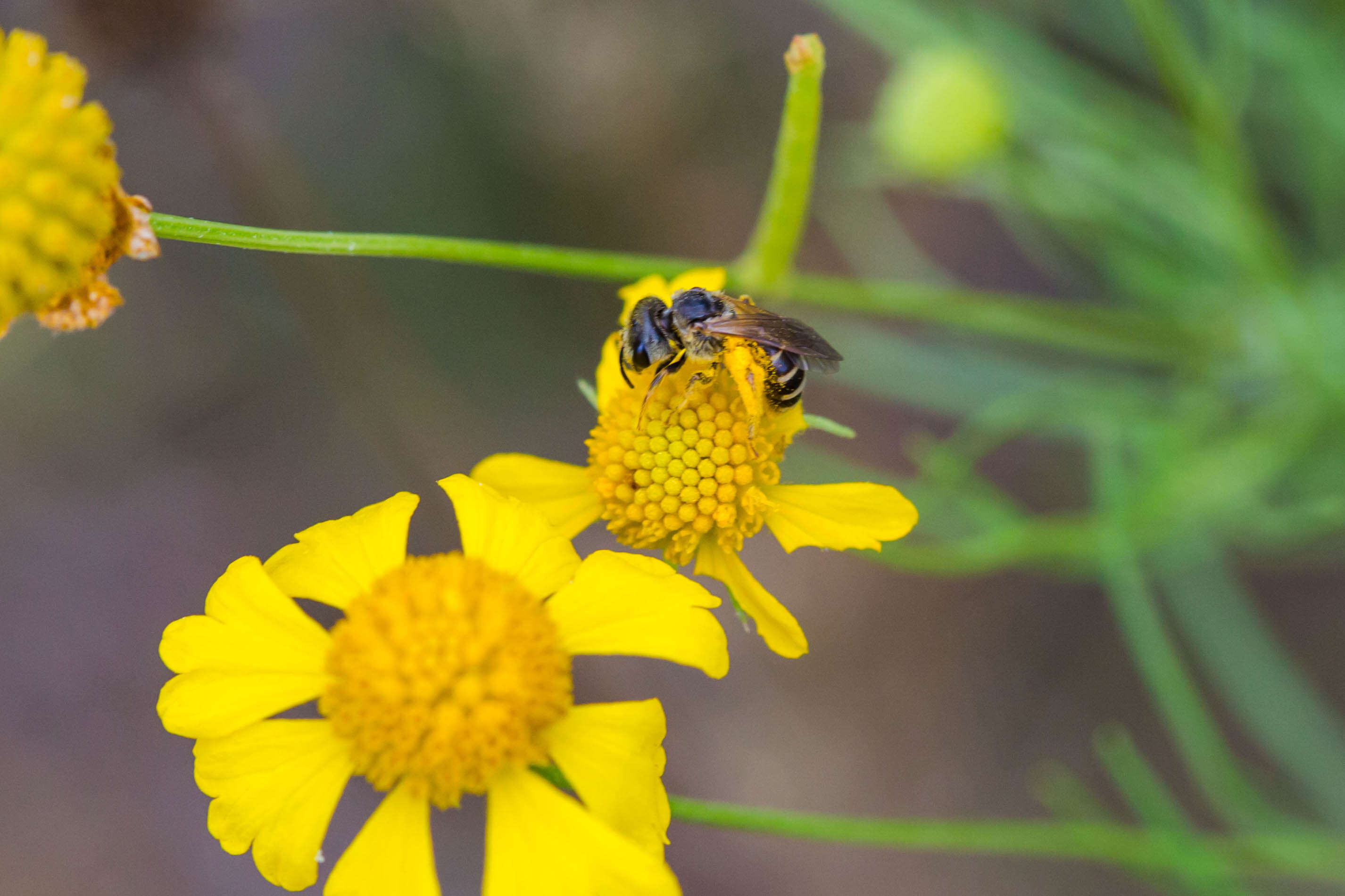 Image of Halictus ligatus Say 1837