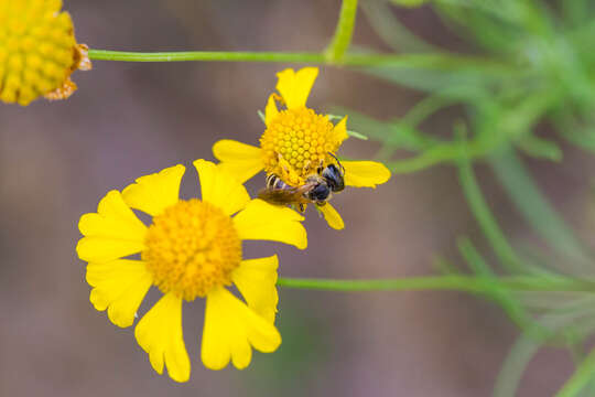 Image of Halictus ligatus Say 1837