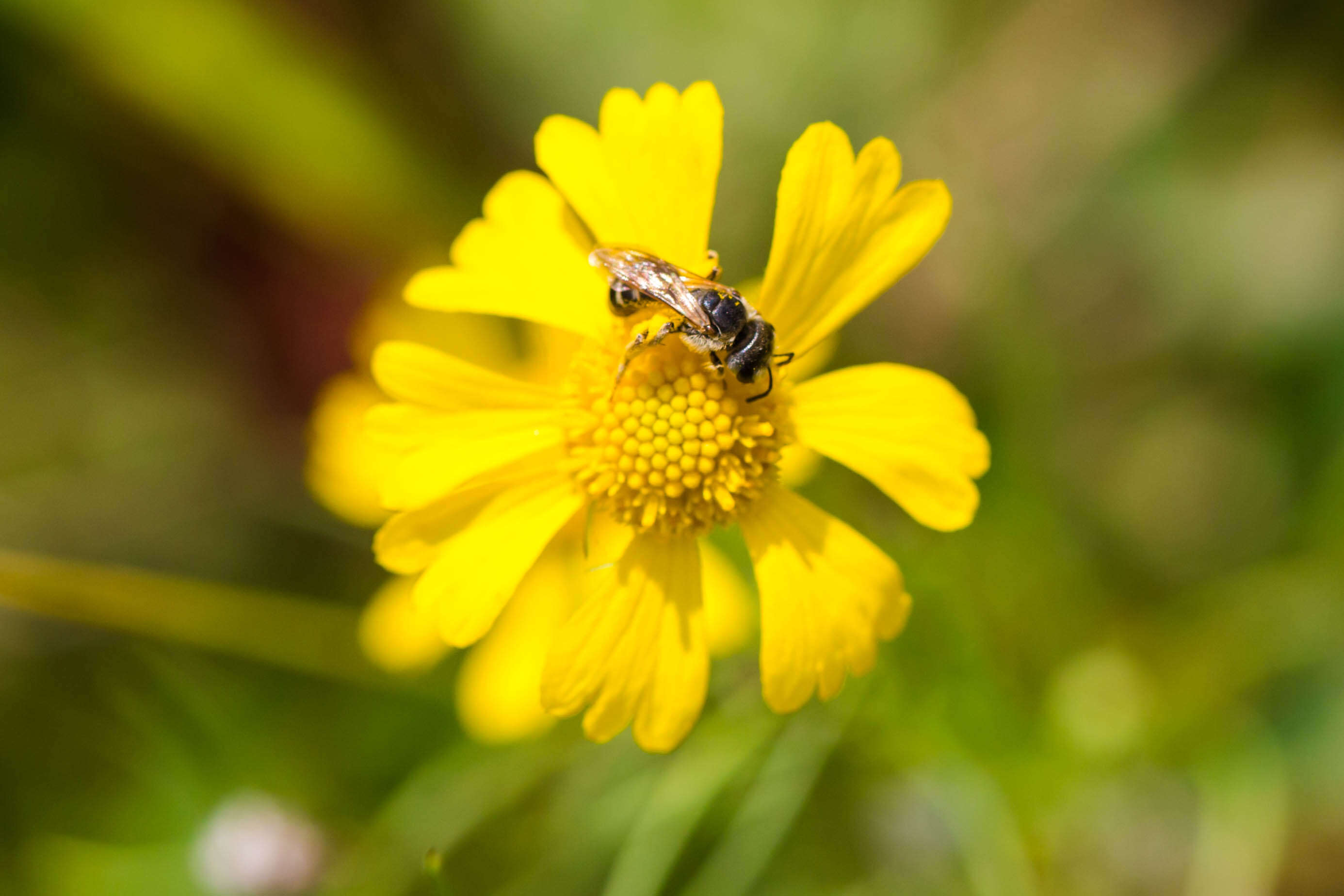 Halictus ligatus Say 1837的圖片